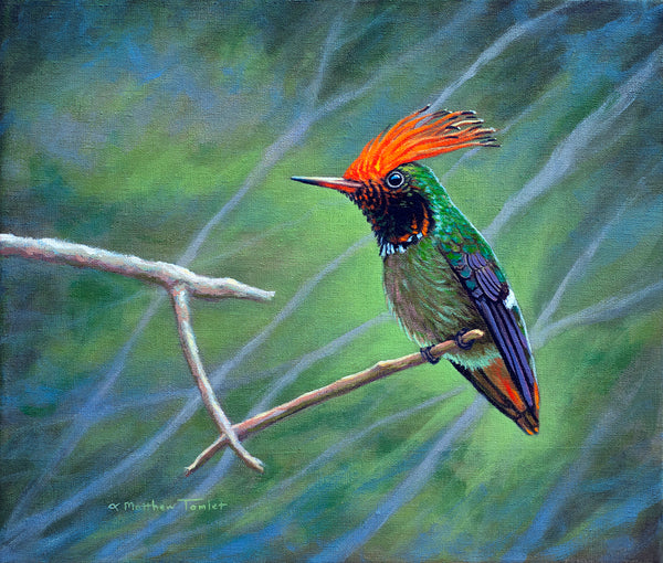 "Rufous-Crested Coquette" print